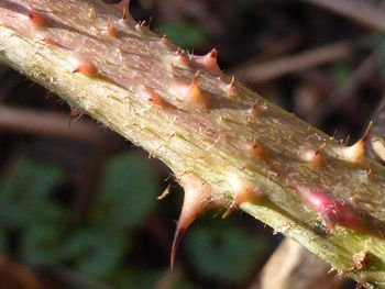 Close-up of leaves on twig