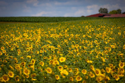 Scenic view of oilseed rape field