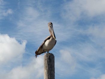 Pelican sitting on a piling