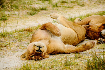 Lioness sleeping on field