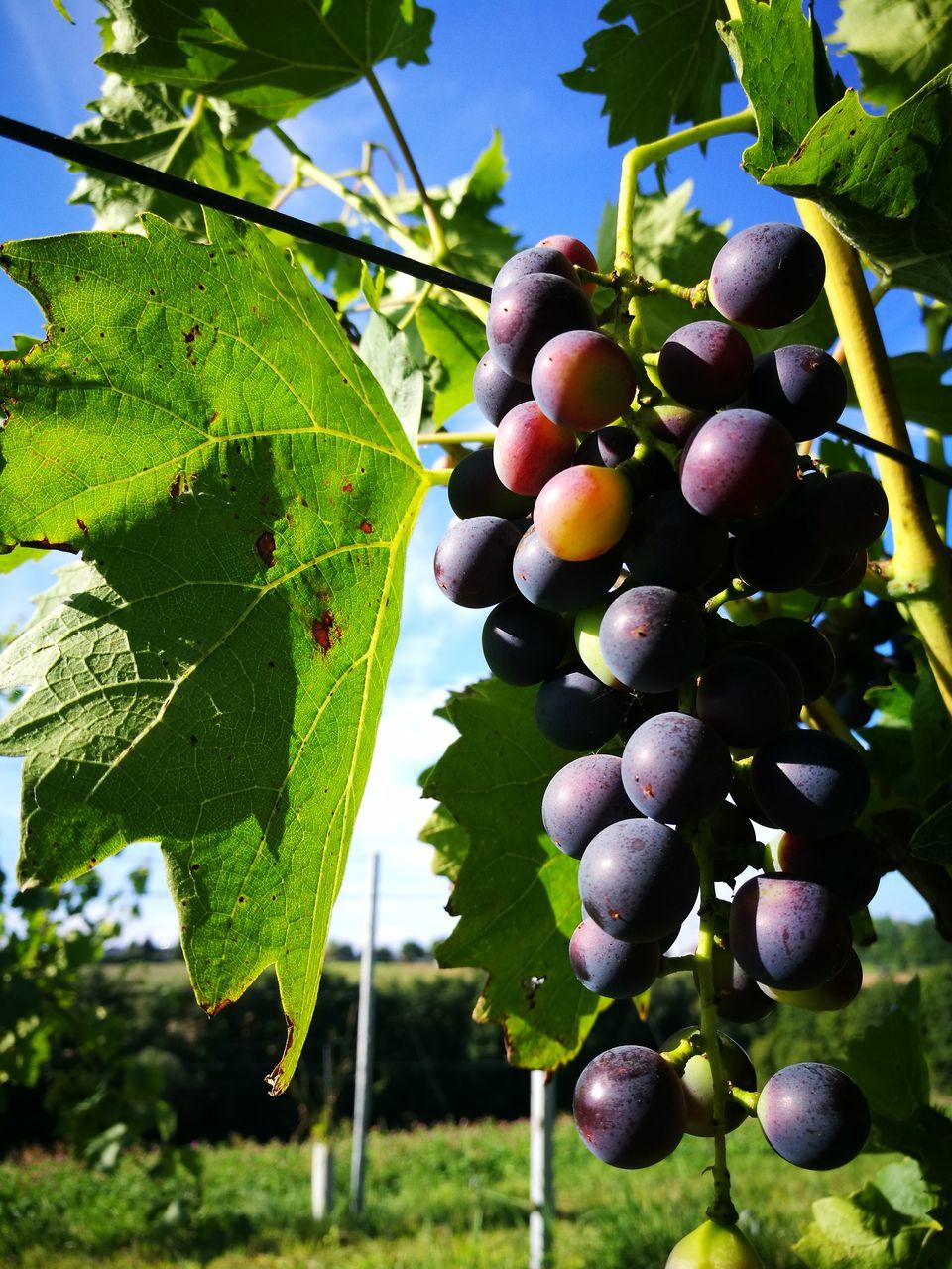 fruit, food and drink, growth, leaf, green color, agriculture, food, tree, freshness, day, outdoors, nature, grape, no people, focus on foreground, close-up, healthy eating, unripe, hanging, plant, branch, beauty in nature