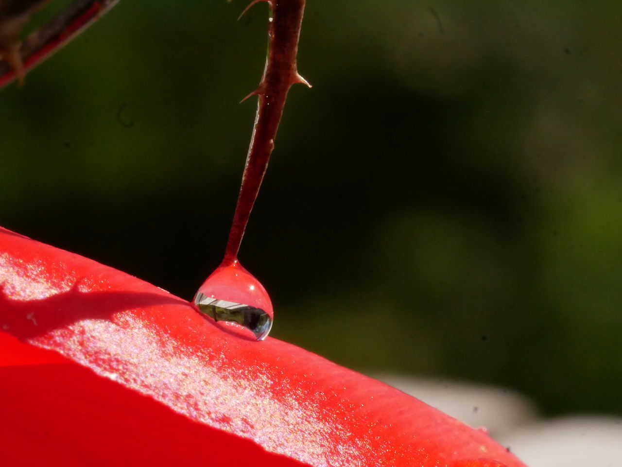 CLOSE-UP OF WET RED FRUIT