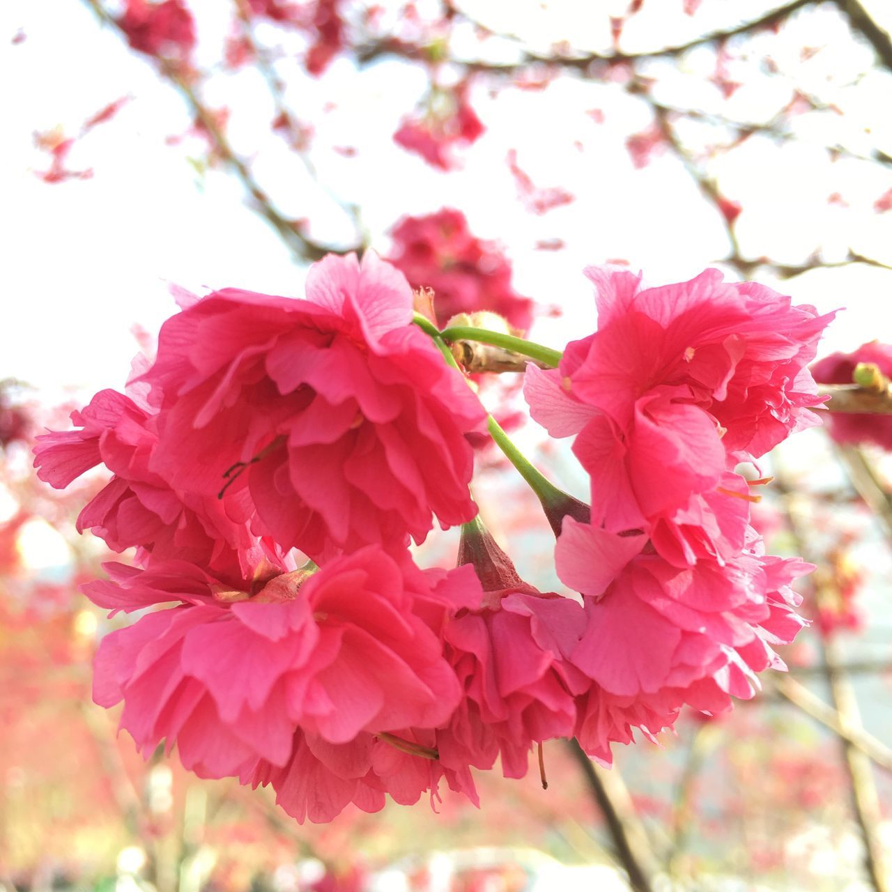 flower, freshness, fragility, pink color, growth, petal, branch, beauty in nature, focus on foreground, tree, nature, close-up, blossom, flower head, blooming, cherry blossom, in bloom, cherry tree, springtime, twig