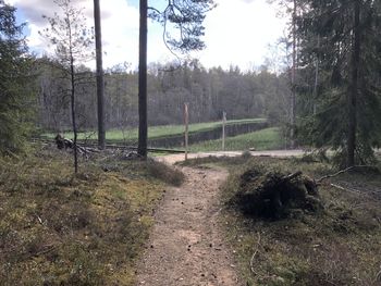 Footpath in forest