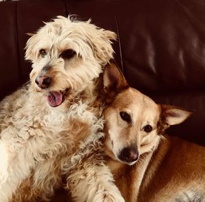 Close-up portrait of dog sitting at home