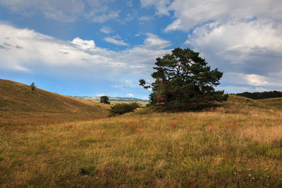 Scenic view of field against sky