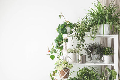 Close-up of potted plant against white background