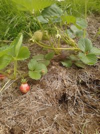 Close-up of plants growing in field