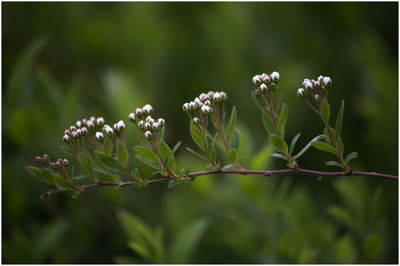 Close-up of flowering plant