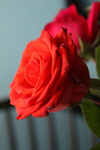 Close-up of red rose