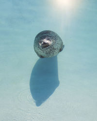 Seal swimming undersea at iceland