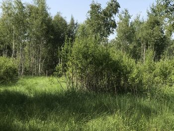 Trees on field against sky