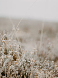 Close-up of stalks in field against the sky