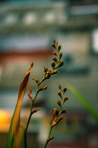 Close-up of plant against blurred background