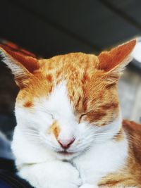 Close-up of a cat sleeping