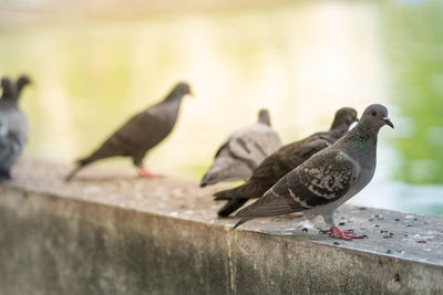 Pigeons perching on retaining wall