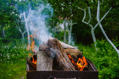 Close-up of fire on log against trees