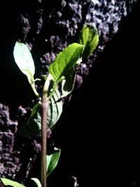 Close-up of plant at night