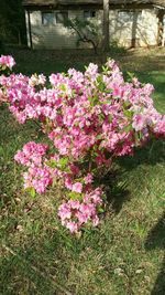 Pink flowers blooming in park