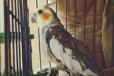 Close-up of bird in cage