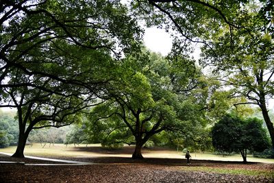 Trees in park