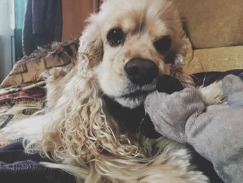 Close-up portrait of dog relaxing at home