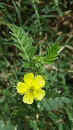 Close-up of yellow flower blooming outdoors