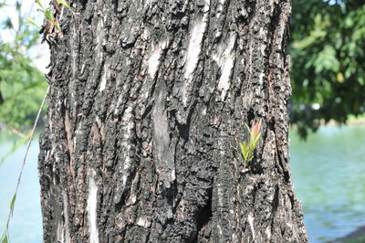 Close-up of lizard on tree trunk