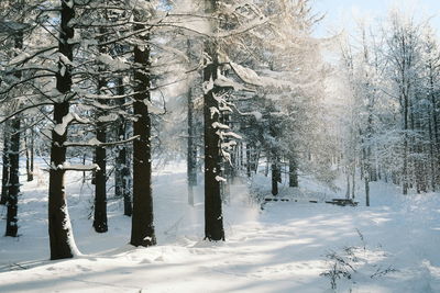 Snow covered land and trees in forest