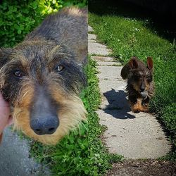 Dog lying on grass