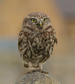 Close-up portrait of owl perching outdoors