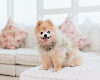 Portrait of a dog on bed at home