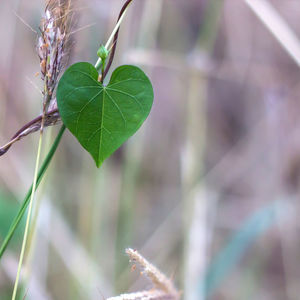 Close-up of plant leaves