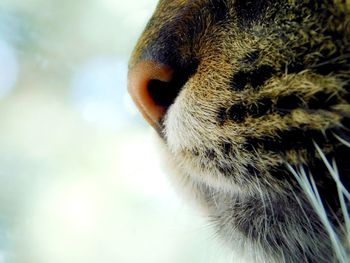 Close-up of a cat