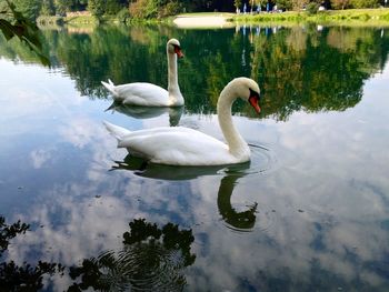 Birds in calm lake