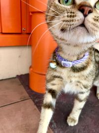 Close-up of cat on floor