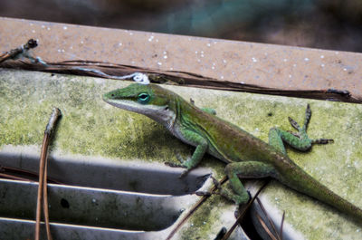 Close-up of frog