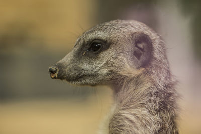 Close-up of meerkat