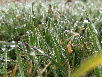 Close-up of wet plants during rainy season