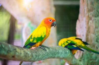 Beautiful lovebird parrot sitting on branch. this birds lives in the forest 