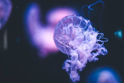 Close-up of jellyfish swimming in aquarium