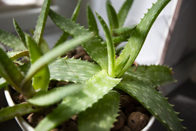 Close-up of succulent plant