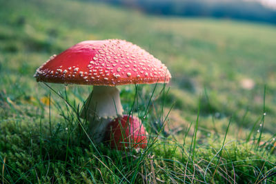 Close-up of fly agaric mushroom on field