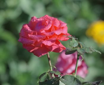 Close-up of pink rose