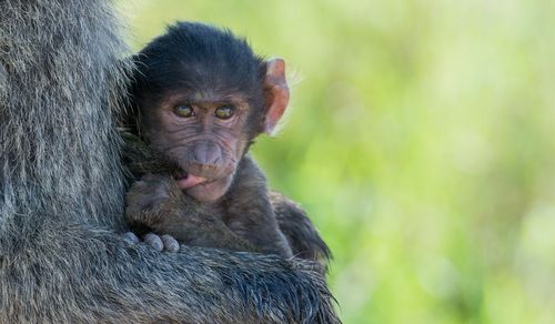 Close-up portrait of monkey