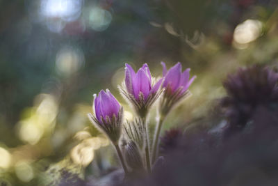 Close-up of pink crocus flowers