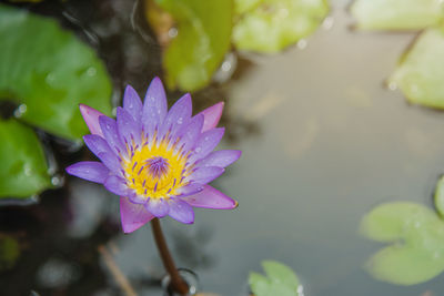 Close-up of purple water lily in lake