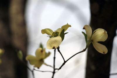 Close-up of white flowers