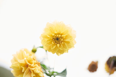 Close-up of yellow flower against white background