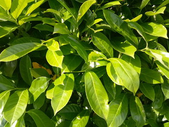 Full frame shot of green leaves